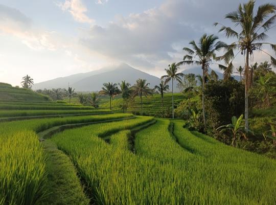 Pola ryżowe Jatiluwih z widokiem na wulkan
