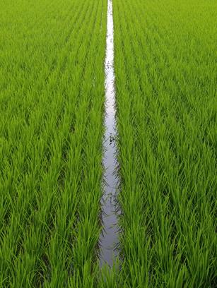 Pola ryżowe z systemem subak