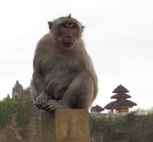 Makak przy świątyni Uluwatu
